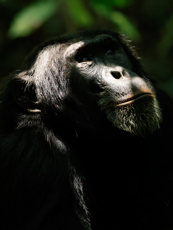 L'Empire des chimpanzés - Série TV 2023
